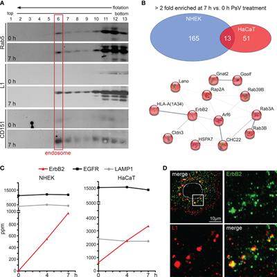 ErbB2/HER2 receptor tyrosine kinase regulates human papillomavirus promoter activity